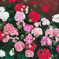 Geranium Seeds - Pastorale Mixed F2