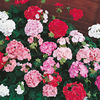 Geranium Seeds - Pastorale Mixed F2 (Twin Pack)