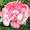 Geranium Seeds - Pinto White to Rose F1