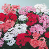 Geranium Seeds - Sensation Mixed F1