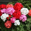 Geranium Seeds - Vista Series Mixed F2