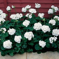 Geranium Seeds - Vista Series White F2