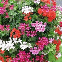 Geranium Trailing Mix Plants - Our Selection
