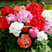 Geranium Upright Mix Plants - Our Selection