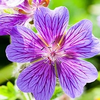Geranium x magnificum Plant