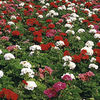 Geranium/Begonia Plants - Twin Pack