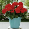 Geranuim Plants - Cabaret Red