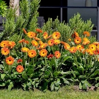 Gerbera Garvinea Plant - Sweet Sunset