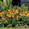 Gerbera Garvinea Plant - Sweet Sunset