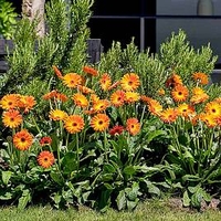Gerbera Garvinea Plant - Sweet Sunset