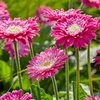 Gerbera Plant - Classic Femmy