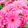 Gerbera Plant - Garvinea Sweet Dreams