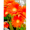 Gerbera Plant - Garvinea Sweet Glow