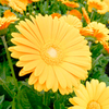 Gerbera Plant - Garvinea Sweet Honey