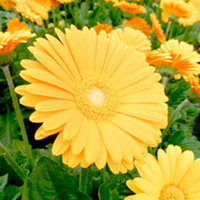 Gerbera Plant - Garvinea Sweet Honey