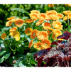 Gerbera Plant - Sweet Caroline