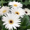 Gerbera Plant - Sweet Frosting