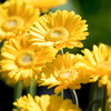 Gerbera Plant - Sweet Smile