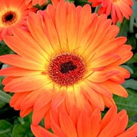 Gerbera Plant - Sweet Sunset