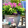Gerbera Plant - Sweet Surprise