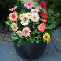 Gerbera Plants - Cartwheel