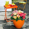 Gerbera Plants - Cartwheel Strawberry Twist