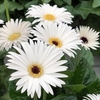Gerbera Plants - Sweet Frosting