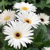 Gerbera Plants - Sweet Frosting