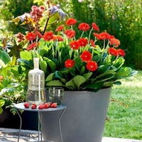 Gerbera Plants - Sweet Love