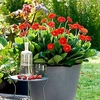 Gerbera Plants - Sweet Love