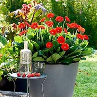 Gerbera Plants - Sweet Love