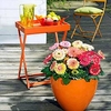 Gerbera Potted Plants - Cartwheel® Strawberry Twist
