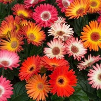 Gerbera Revolution Bicolour Mxd (10)