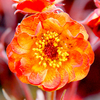 Geum Plant - Alabama Slammer