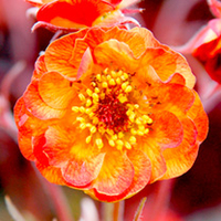 Geum Plant - Alabama Slammer