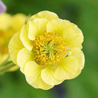 Geum Plant - Cocktail Banana Daiquiri