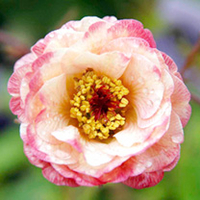 Geum Plant - Cocktail Cosmopolitan