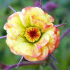 Geum Plant - Cocktail Tequila Sunrise