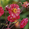 Geum Plant - Flames of Passion
