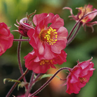 Geum Plant - Flames of Passion
