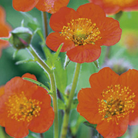 Geum Plant - Koi