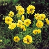 Geum Plant - Lady Stratheden