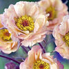 Geum Plant - Mai Tai