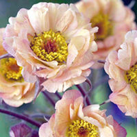 Geum Plant - Mai Tai