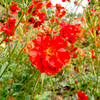 Geum Plant - Mix