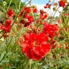 Geum Plant - Mrs Bradshaw