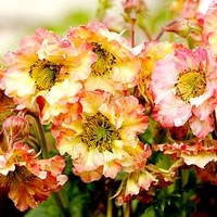Geum Plant - Pretticoats Peach