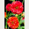 Geum Plant - Red Dragon