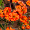 Geum Plant - Totally Tangerine
