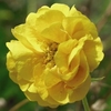 Geum Plants - Sunrise